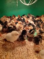 Wyandotte kriel kuikens gesext, Geslacht onbekend, Kip