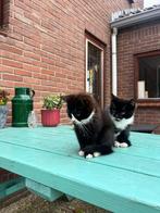 Boerderij kittens, Dieren en Toebehoren, Katten en Kittens | Overige Katten, Meerdere dieren, Kortharig, 0 tot 2 jaar