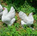 BRAHMA broedeieren parelgrijs koekoek groot ras 4€, Dieren en Toebehoren, Pluimvee, Geslacht onbekend, Kip