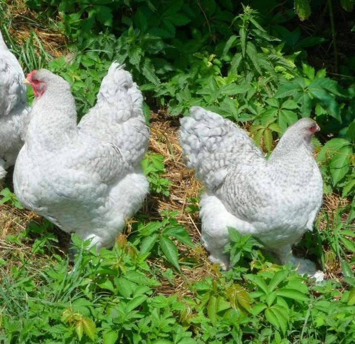 BRAHMA broedeieren parelgrijs koekoek groot ras 4€, Dieren en Toebehoren, Pluimvee, Kip, Geslacht onbekend