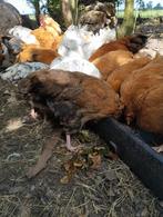 Kippen kruising Amrock x wyandotte en orpington, Dieren en Toebehoren, Pluimvee, Meerdere dieren, Kip