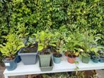 Binnen- en buitenplanten verkoop kastje aan Hoevelakenseweg, Volle zon, Vaste plant, Zomer, Ophalen