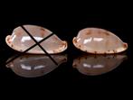 Schelpen: Cypraea rabaulensis 19,5 & 17,3mm - Nieuw Guinea, Ophalen of Verzenden, Schelp(en)