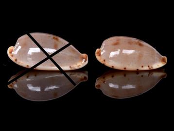 Schelpen: Cypraea rabaulensis 19,5 & 17,3mm - Nieuw Guinea beschikbaar voor biedingen