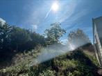 4 portugese bomen, Tuin en Terras, Planten | Bomen, Ophalen, Overige soorten, 100 tot 250 cm