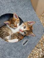 Lieve kittens, Dieren en Toebehoren, Katten en Kittens | Overige Katten, Meerdere dieren