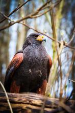 Fotosessie met woestijnbuizerd – Tijnje €20 p.p., Eén persoon