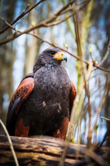 Fotosessie met woestijnbuizerd – Tijnje €20 p.p. beschikbaar voor biedingen