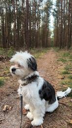Lieve boomer bijna 2 jaar oud teefje, Dieren en Toebehoren, Rabiës (hondsdolheid), Overige rassen, 1 tot 2 jaar, Teef