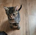 Cyperse kittens: nog 2 beschikbaar, Meerdere dieren, Ontwormd, 0 tot 2 jaar
