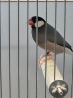 Rijstvogels, Mannelijk, Tropenvogel, Geringd