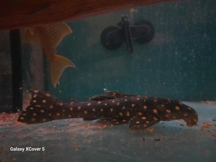 L82 opal spot pleco, Dieren en Toebehoren, Vissen | Aquariumvissen, Vis