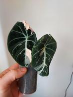 Alocasia black velvet pink variegata, Ophalen of Verzenden, Overige soorten, Minder dan 100 cm