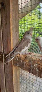 Jonge Valkparkieten, Dieren en Toebehoren, Vogels | Parkieten en Papegaaien, Parkiet, Geringd