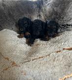 Toypoedel pups black en tan & zwart, Dieren en Toebehoren, Poedel, Rabiës (hondsdolheid), 8 tot 15 weken, Meerdere