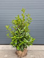 Prunus L. Novita. Laurier groenblijvende haagplanten, Tuin en Terras, Planten | Struiken en Hagen, Ophalen of Verzenden, Laurier