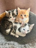 Jonge tamme  kittens, Dieren en Toebehoren, Katten en Kittens | Raskatten | Korthaar, Kater