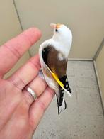 parva mooie gezonde. Man Eagle head van 2024, Dieren en Toebehoren, Mannelijk