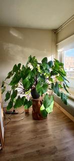 Homalomena kamerplant, Huis en Inrichting, Ophalen, In pot, 100 tot 150 cm