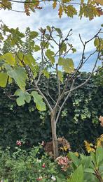 Jonge vijgenboom 1.75, Tuin en Terras, Bloeit niet, Overige soorten, 100 tot 250 cm, Ophalen