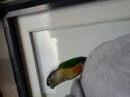 Een papegaai verloren ., Dieren en Toebehoren, Vogel
