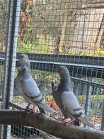 Mooie figuritas, Meerdere dieren, Overige soorten