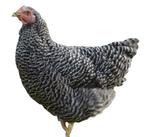 Amrock kalme legkip gestreepte zwart-witte sperwer kleurslag, Dieren en Toebehoren, Pluimvee, Vrouwelijk, Kip