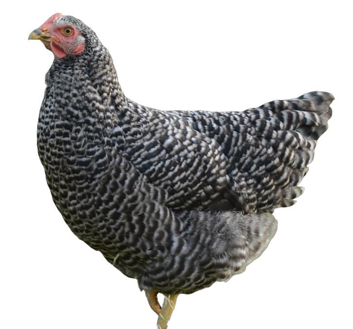 Amrock kalme legkip gestreepte zwart-witte sperwer kleurslag, Dieren en Toebehoren, Pluimvee, Kip, Vrouwelijk