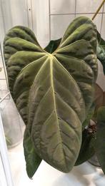 Anthurium MagnificumX X Indoport clones, Overige soorten, Minder dan 100 cm, Bloeiende kamerplant, Halfschaduw
