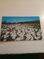 Fotokaart 1958 turkey farms River Valley NY USA, Ophalen of Verzenden, 1940 tot 1960, Gelopen, Buiten Europa