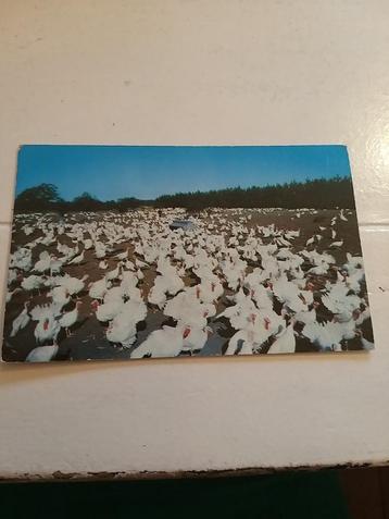 Fotokaart 1958 turkey farms River Valley NY USA beschikbaar voor biedingen