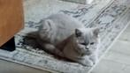 Britse grijs/blauwe korthaar poes, Dieren en Toebehoren, Katten en Kittens | Raskatten | Korthaar, Poes, Gechipt, 0 tot 2 jaar