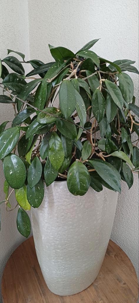 Stek Hoya carnosa grote wasbloem, Huis en Inrichting, Kamerplanten, Overige soorten, Minder dan 100 cm, Ophalen