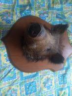 Zwijne kop ophalen in goede staat, Dieren en Toebehoren, Maart, Mannelijk