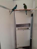 Te koop: Twenty Eight blauw x split blauw, Dieren en Toebehoren, Vogels | Parkieten en Papegaaien, Meerdere dieren, Parkiet, Geringd