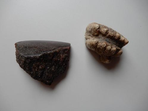 2 zeldzame fossielen: stegodon kies en diplodocus bot., Verzamelen, Mineralen en Fossielen, Fossiel, Verzenden