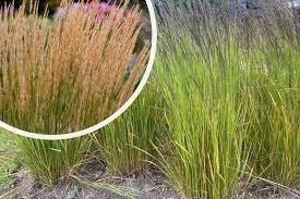 Calamagrostis karl Foerster. Siergrassen. beschikbaar voor biedingen