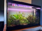 Aquarium met alle toebehoren, Dieren en Toebehoren, Vissen | Aquaria en Toebehoren, Ophalen, Gebruikt, Gevuld zoetwateraquarium