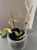 Gratis plant, Huis en Inrichting, Kamerplanten, Minder dan 100 cm, Halfschaduw, Ophalen