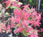 Acer palmatum ‘Kagiri nishiki’ - Japanse esdoorn, Tuin en Terras, Ophalen
