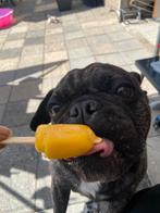 Liefdevol huis gezocht, Dieren en Toebehoren, 6 jaar of ouder, Parvo, Teef, Bulldog