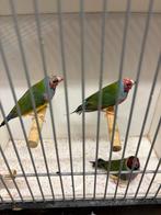Jonge gouldamadinesen, Dieren en Toebehoren, Vogels | Overige Vogels, Meerdere dieren