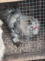 USA zijdehoen haan, Dieren en Toebehoren, Pluimvee, Mannelijk, Kip