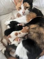 Mama lapkatjes papa britsekorthaar, Dieren en Toebehoren, 0 tot 2 jaar