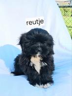 Te koop.mooie speelse boomer pups, Dieren en Toebehoren, Honden | Chihuahua's en Gezelschapshonden, Overige rassen, CDV (hondenziekte)