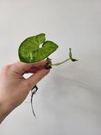 Syngonium Grey Ghost Green Splash, Huis en Inrichting, Kamerplanten, Overige soorten, Minder dan 100 cm, Ophalen of Verzenden