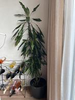 Grote kamerplant (160cm) zonder pot, Huis en Inrichting, Kamerplanten, Ophalen, Overige soorten, Halfschaduw, 150 tot 200 cm