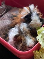 Cavia lunkarya beertjes, Cavia, Mannelijk, December, Tam