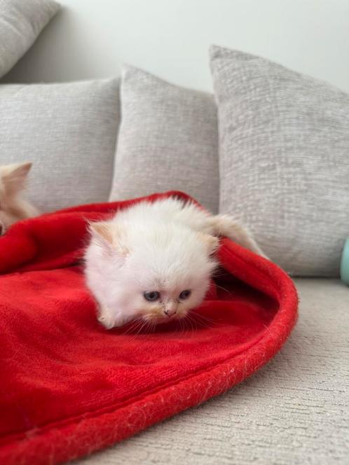 Perzische langhaar x Britse korthaar kittens, Dieren en Toebehoren, Katten en Kittens | Raskatten | Langhaar