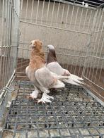 Taklas, Dieren en Toebehoren, Meerdere dieren, Postduif